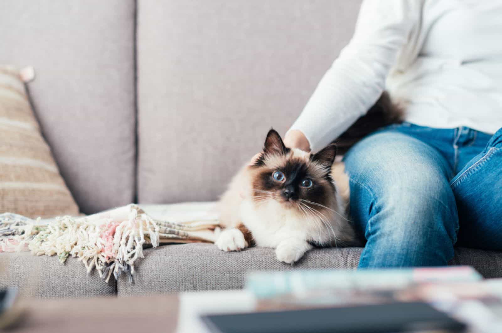 Woman relaxing on the sofa at home and cuddling her beautiful long hair cat