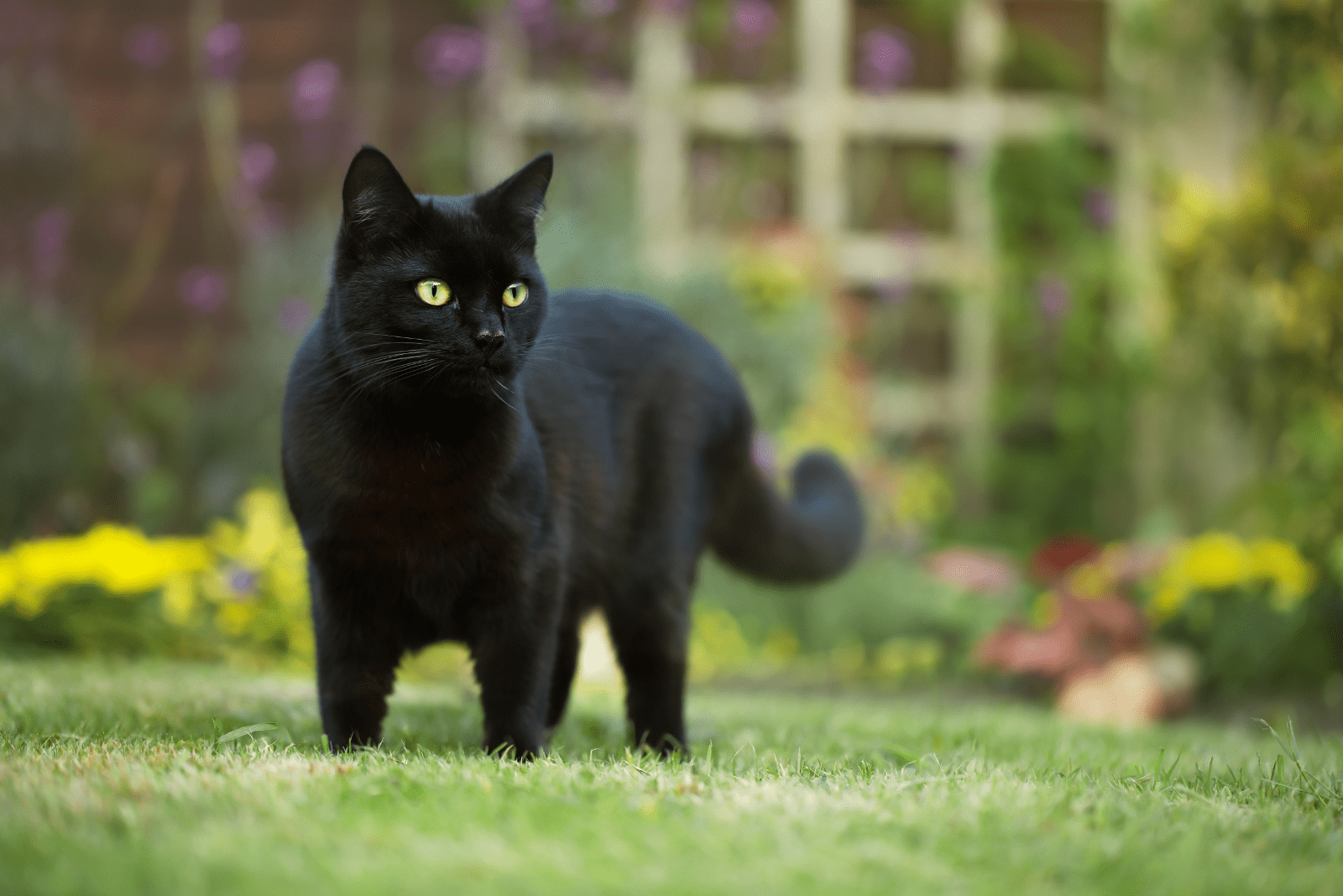 a beautiful black cat is standing in the garden