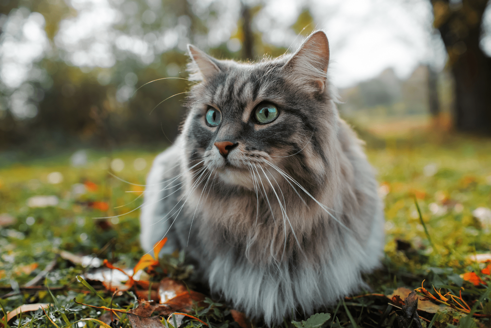 a beautiful cat is sitting on the grass