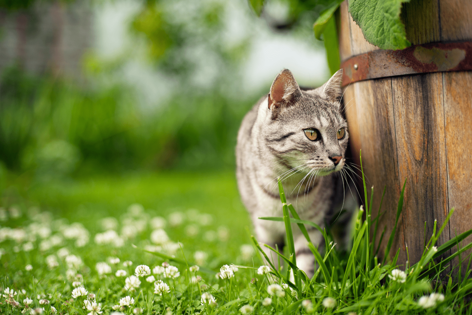 a beautiful cat is standing in the garden