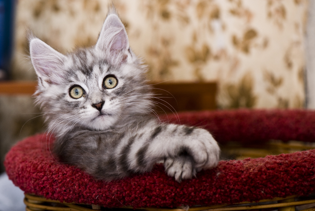 The 6 Best Maine Coon Breeders In