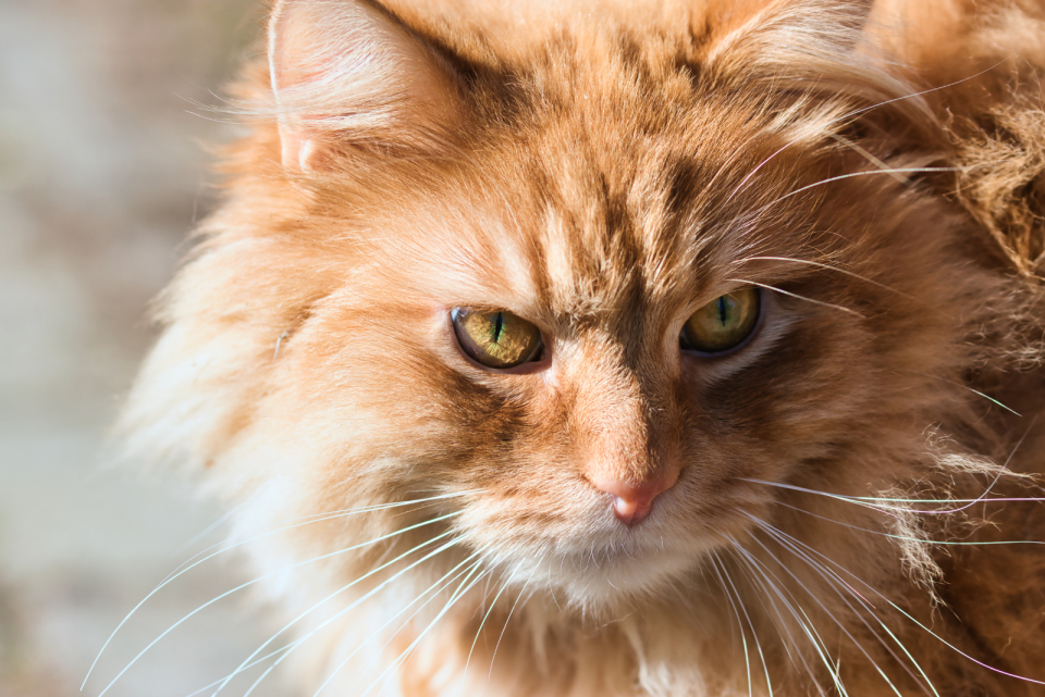 Rare Cat Colors & Patterns 23 Stunning Cats (With Pictures)