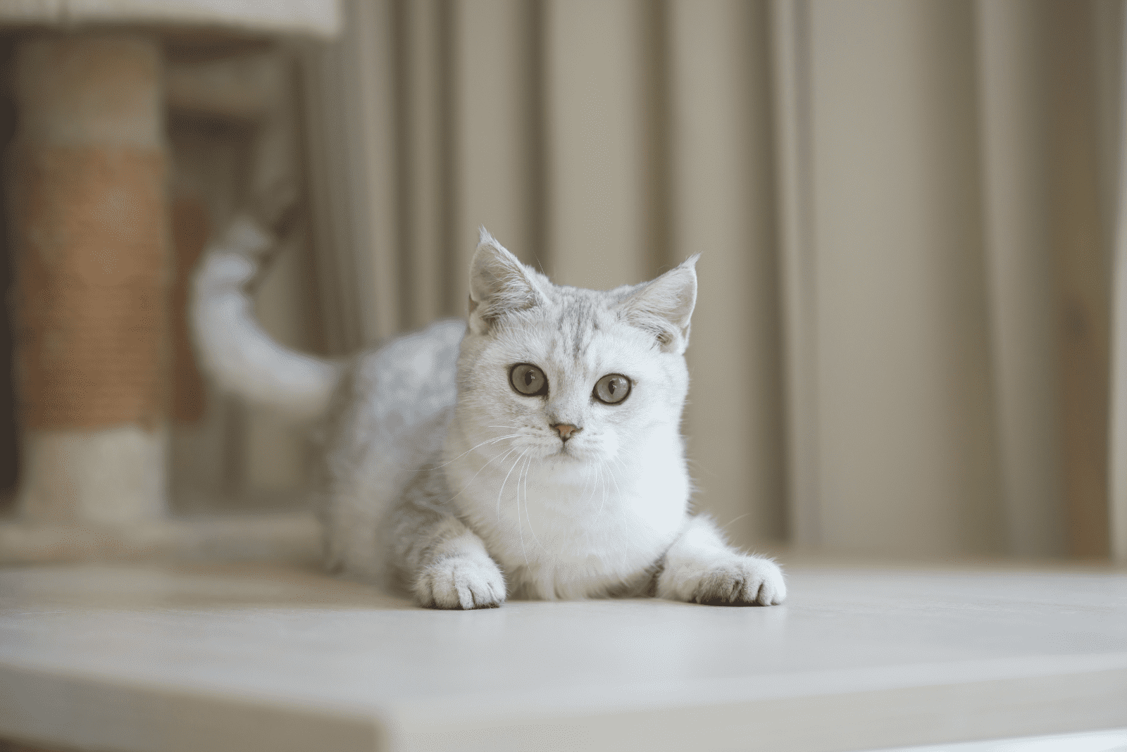 adorable kitten