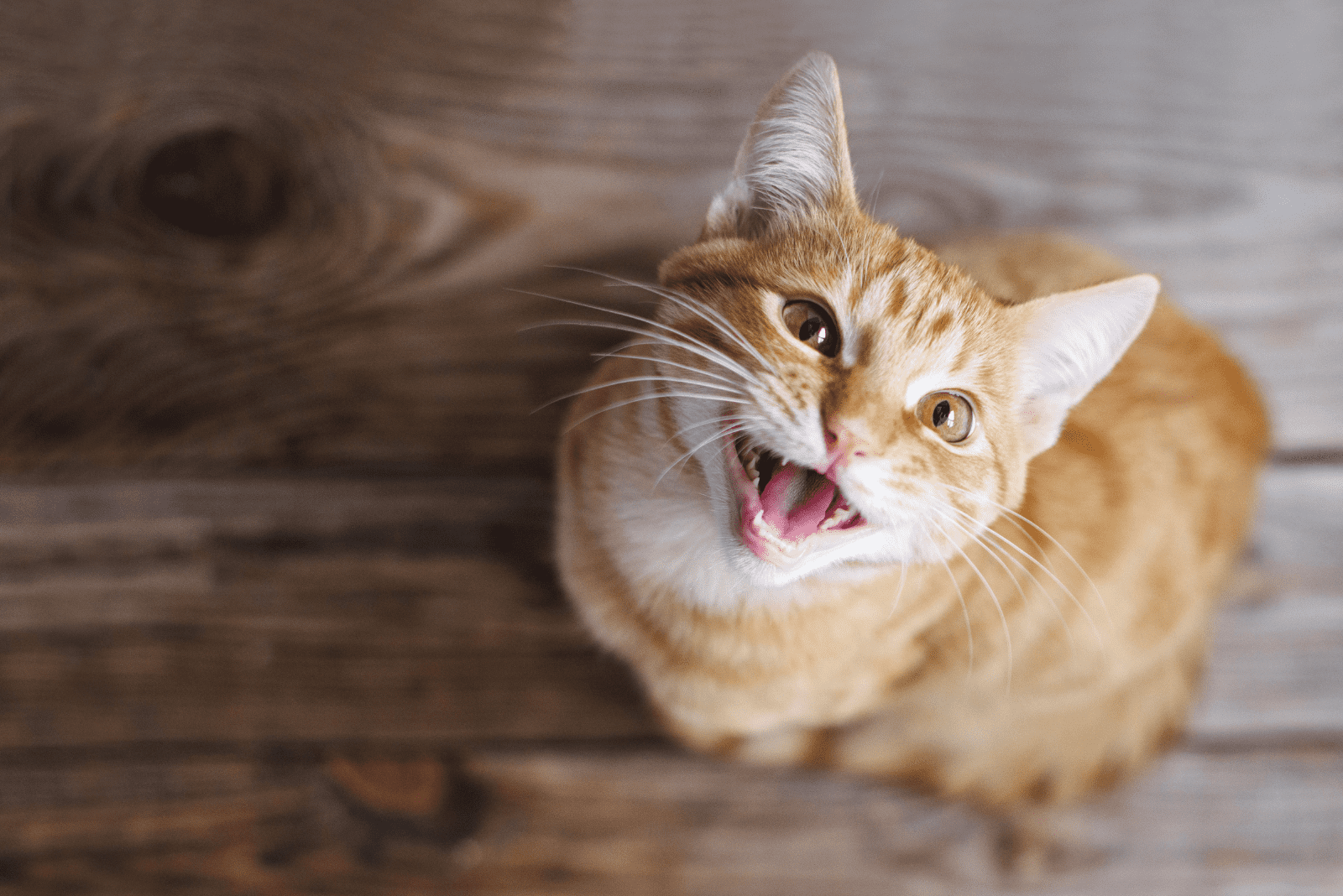 an adorable cat is sitting on the floor and looking at the camera