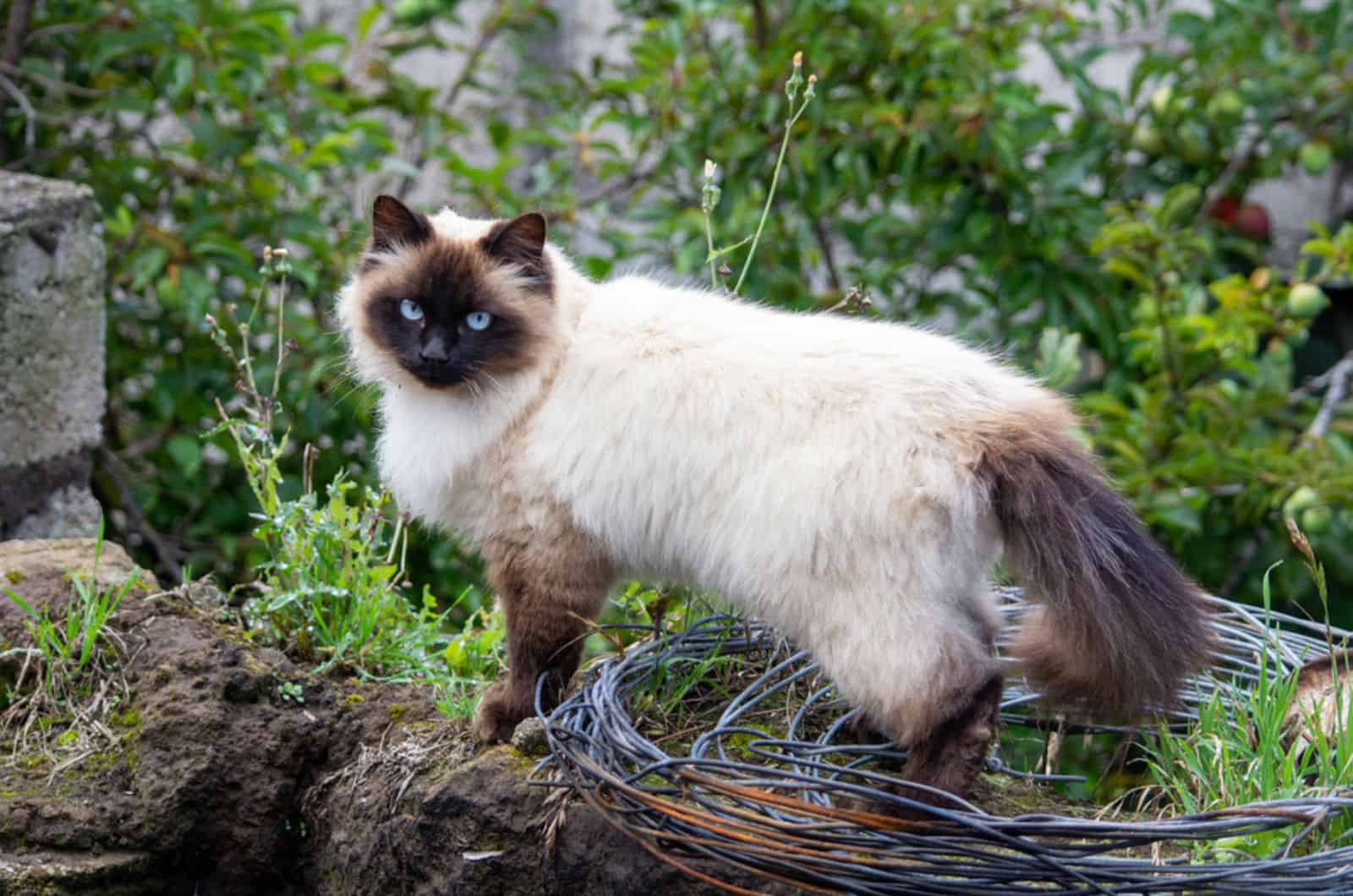 beautiful himalayan cat in the field