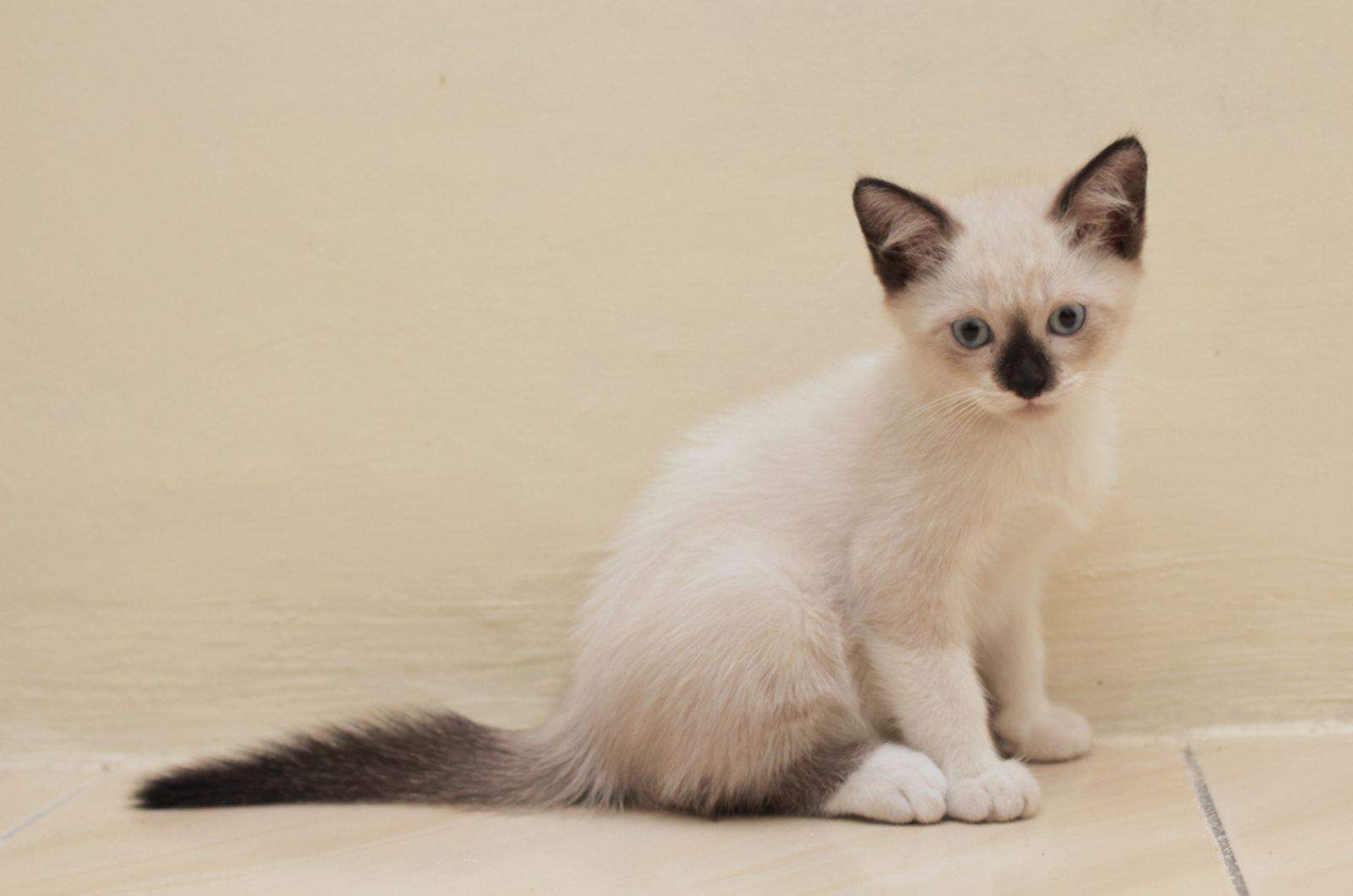 beautiful portrait of mix breed kitten, himalayan-siamase cat