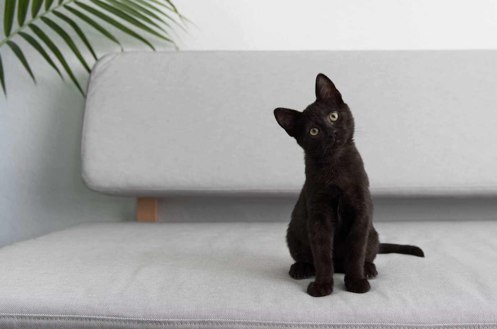 black cat on white bed