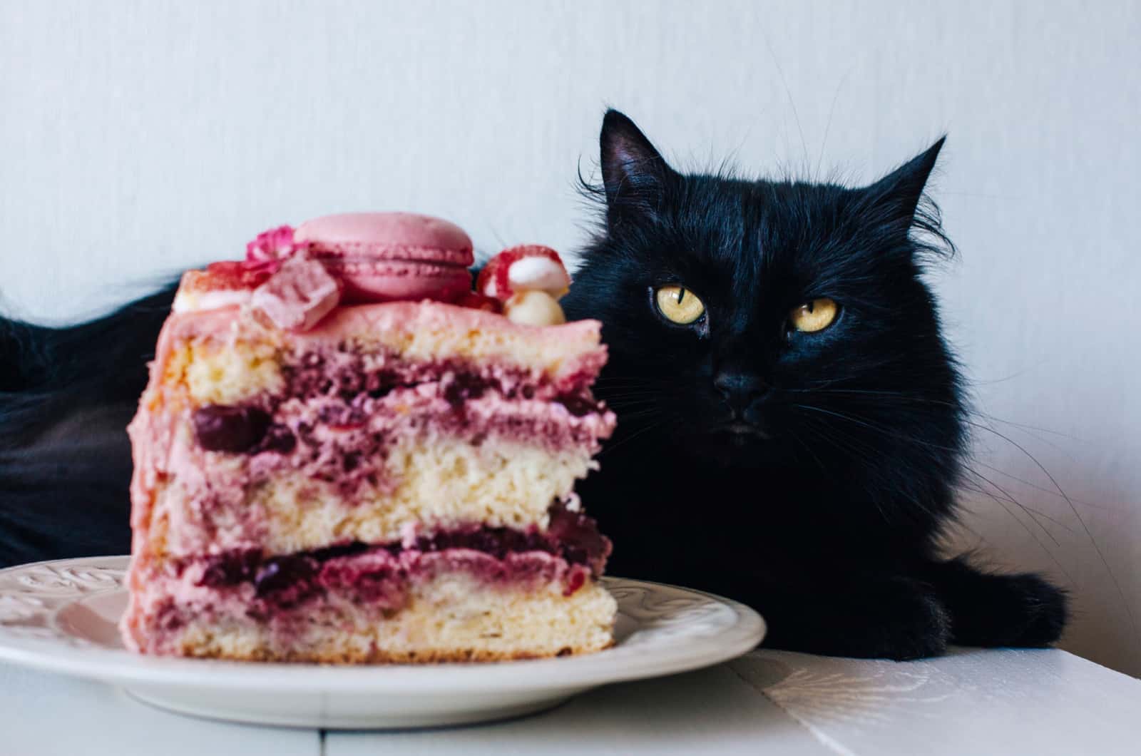 black cat sitting next to cake
