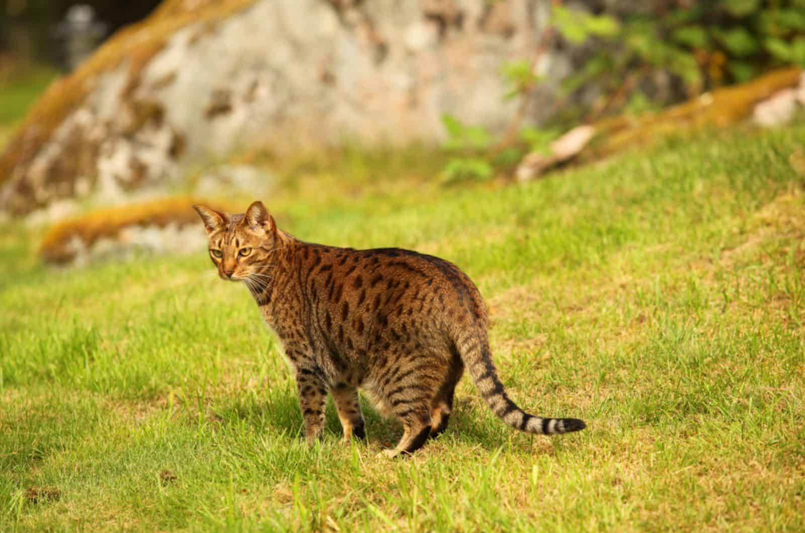 brown and black stripped and spotted ocicat cat standing on a green grass 