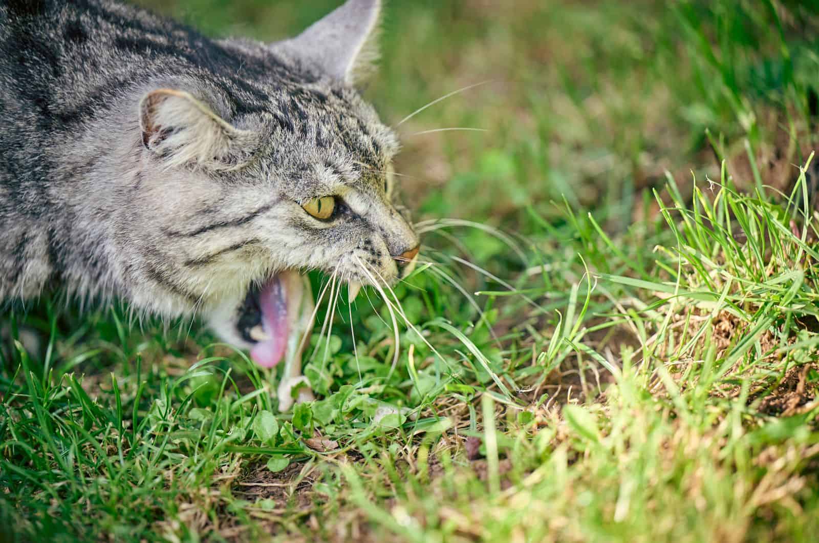cat Throwing up on grass