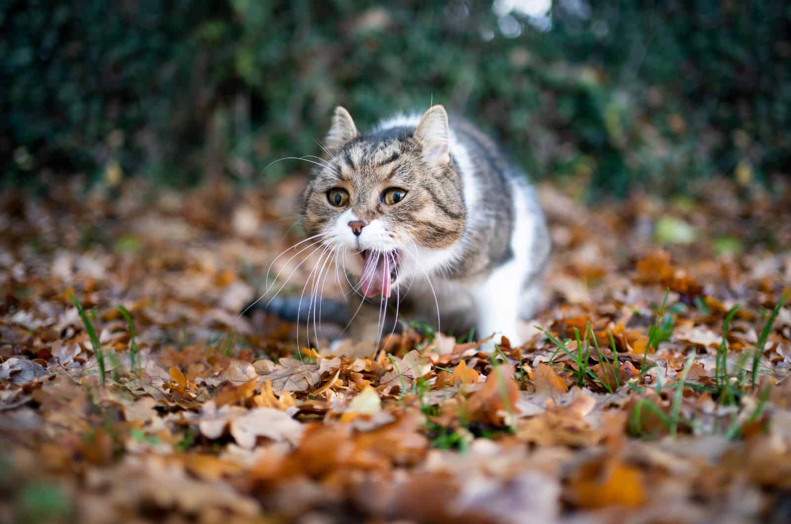 cat Throwing up ouside in garden