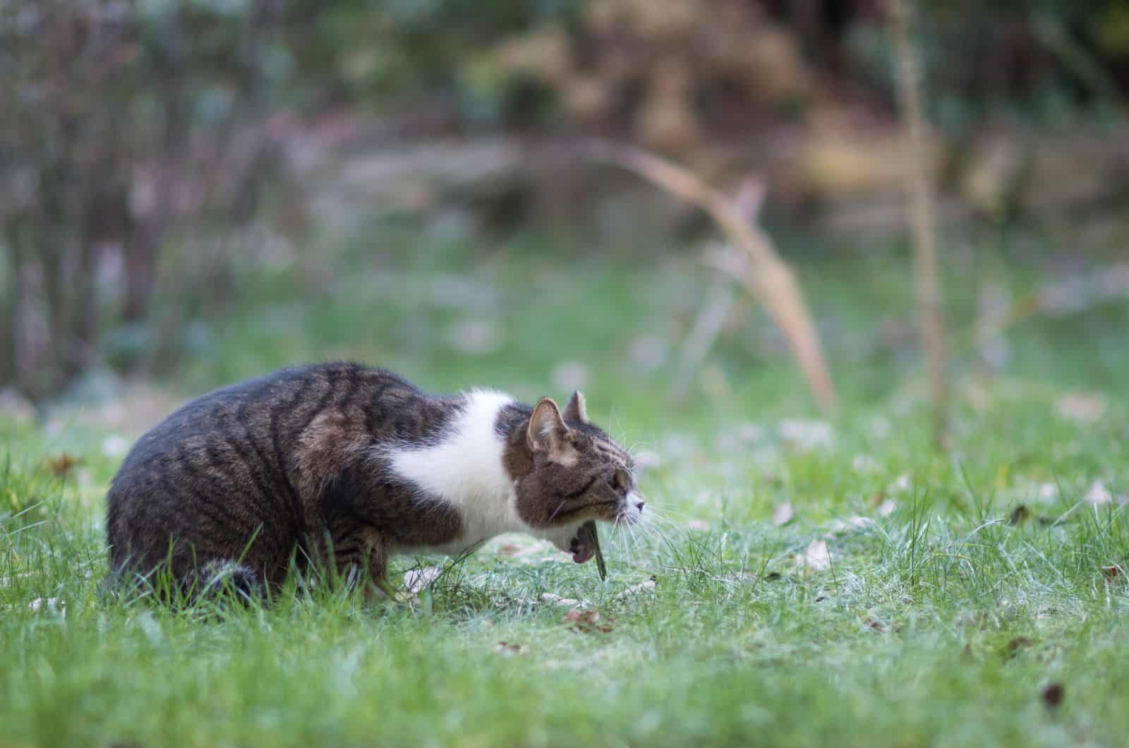 cat Throwing up outside