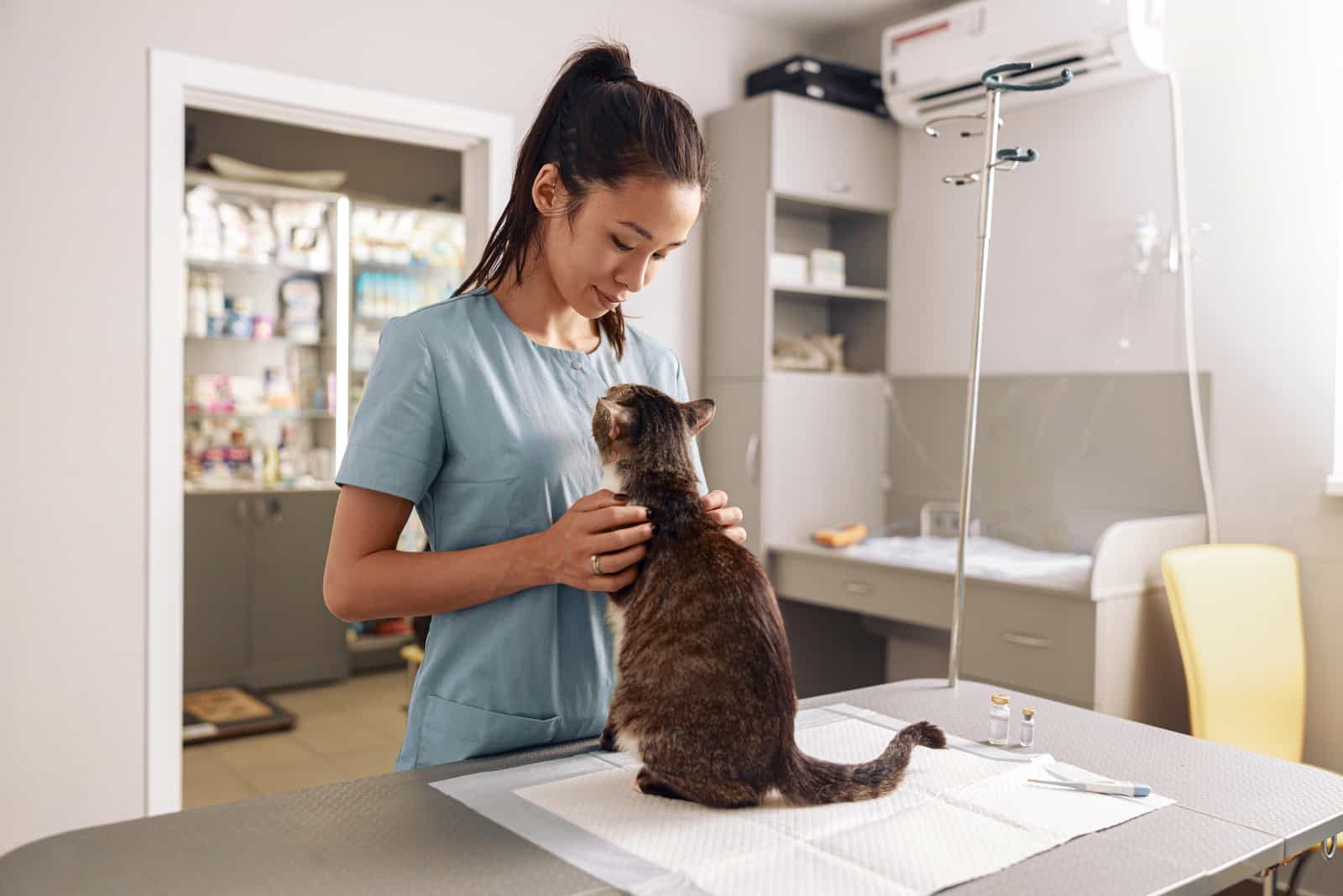 cat at the vet