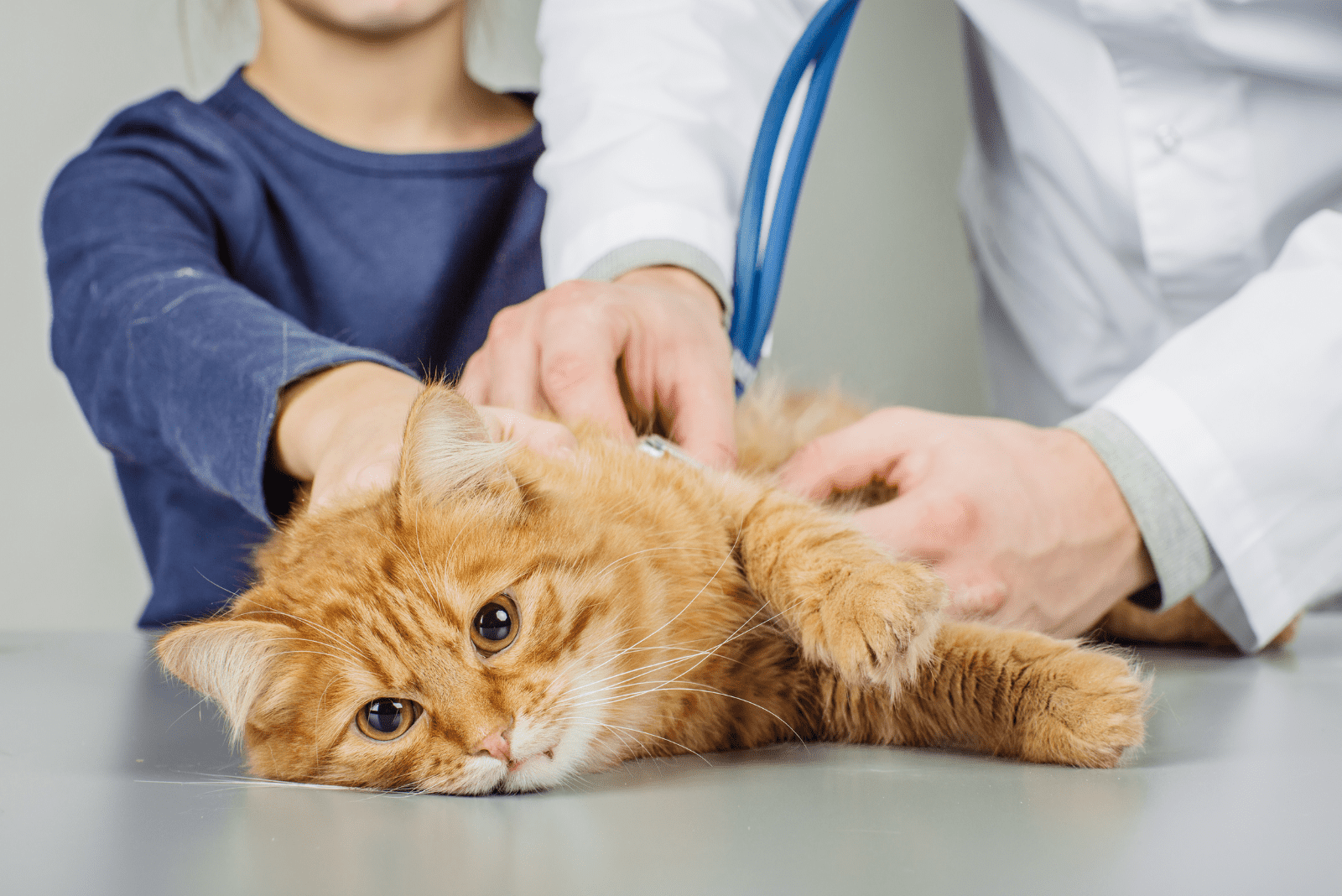 cat at the veterinarian's examination