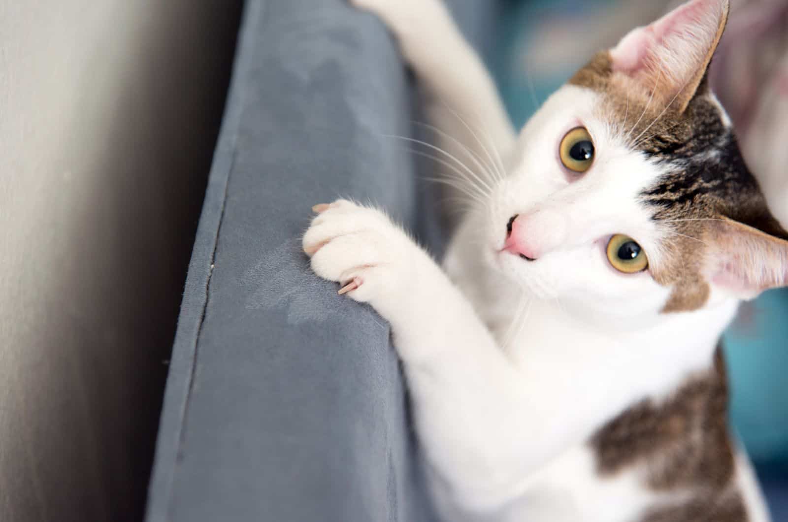 cat climbing on sofa