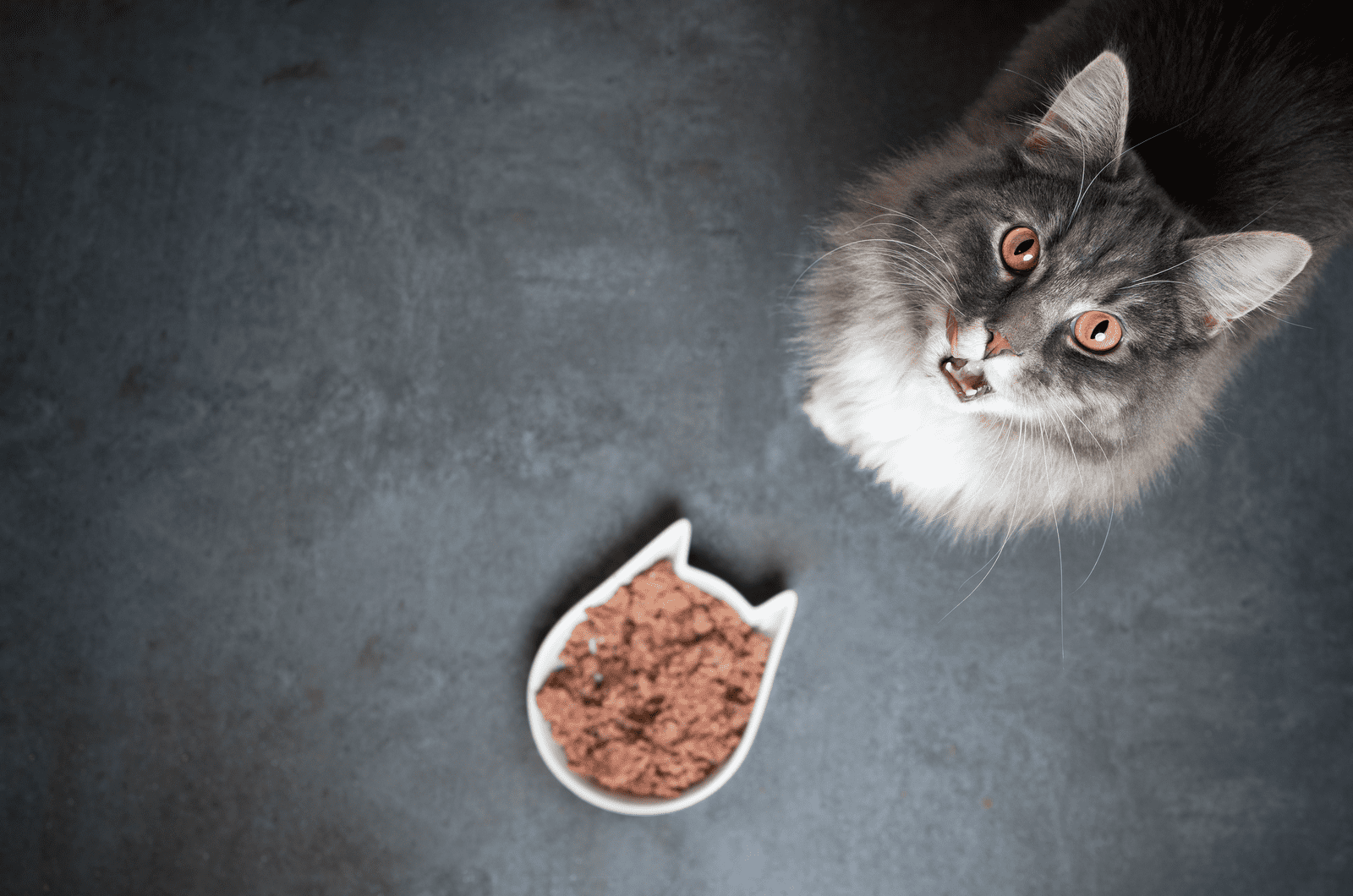 cat eating wet cat food
