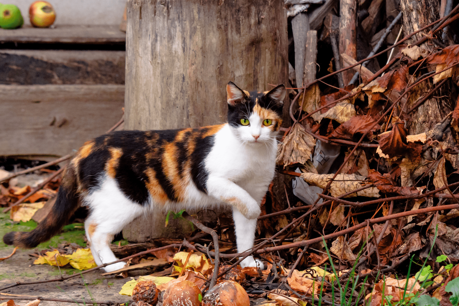 cat in the park