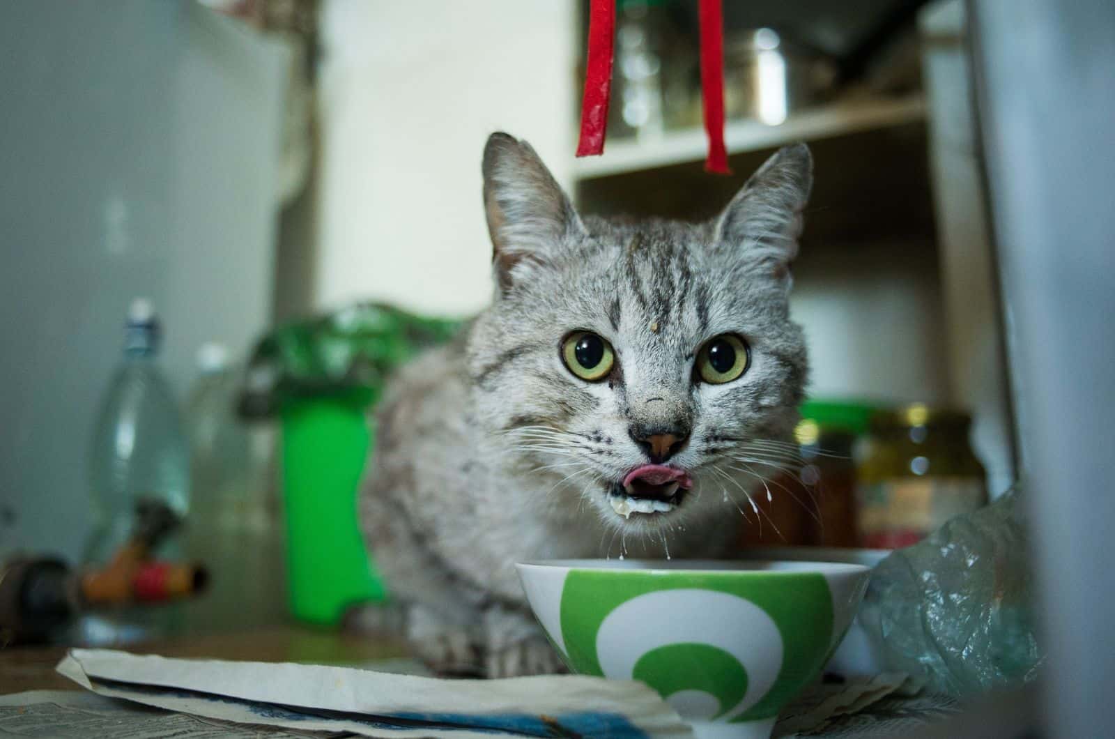 cat looking at camera while drinking from bowl