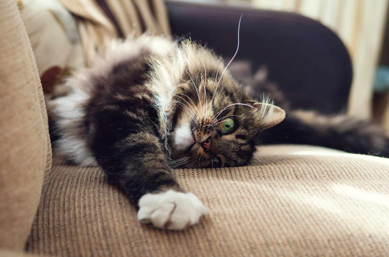 cat lying and scratching sofa