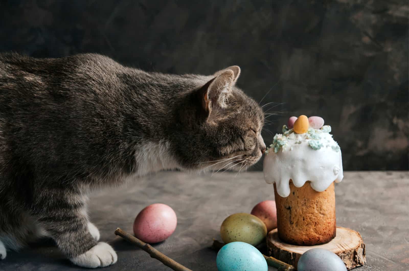 cat near a cake