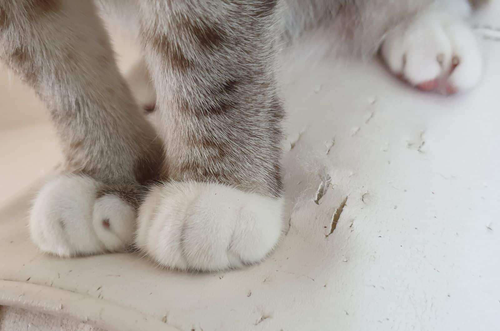 cat paws and scratched sofa