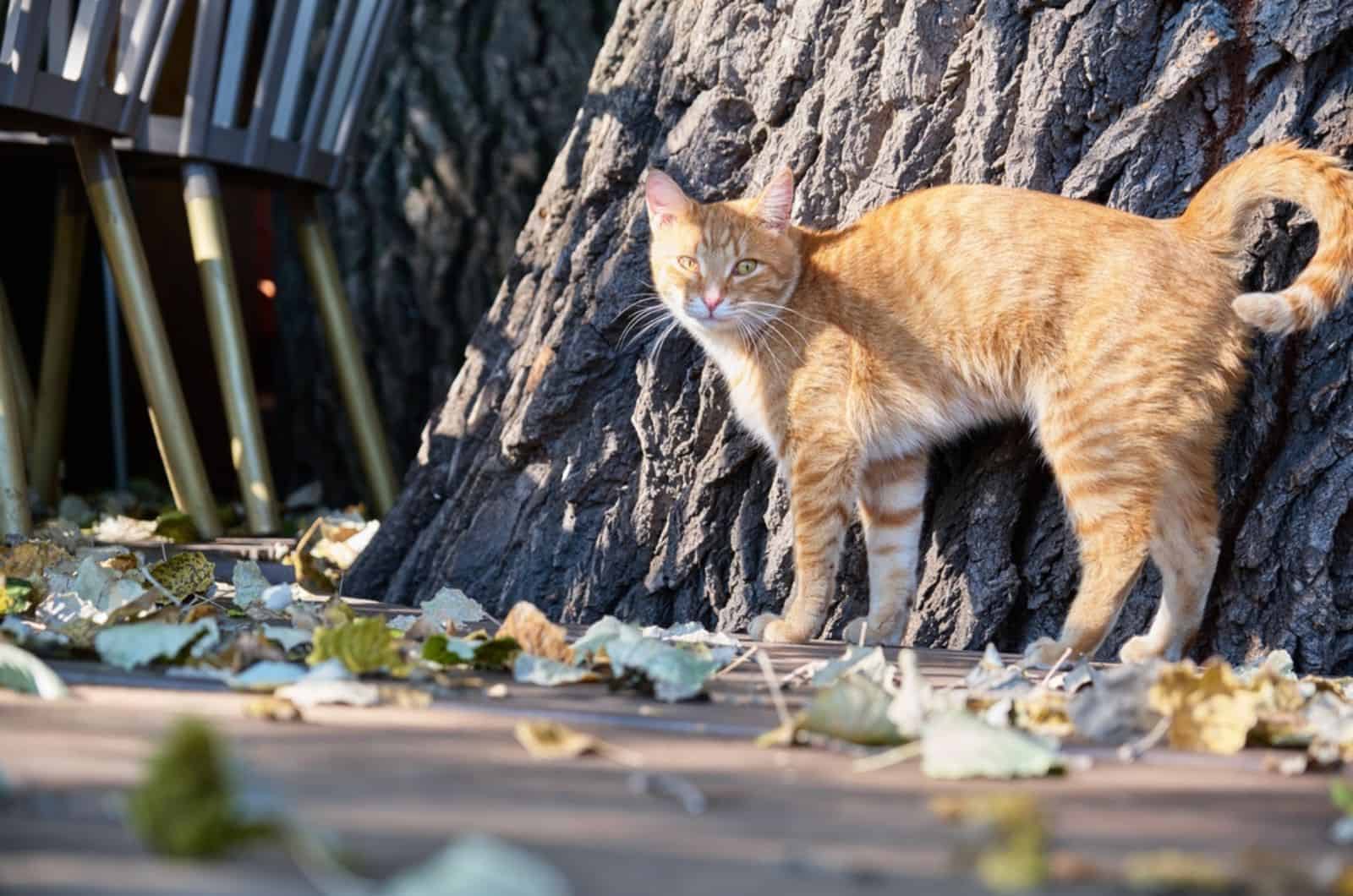 cat rubbing a tree