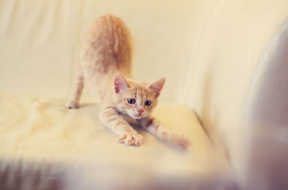 How To Keep Cats From Scratching Furniture Useful Solutions