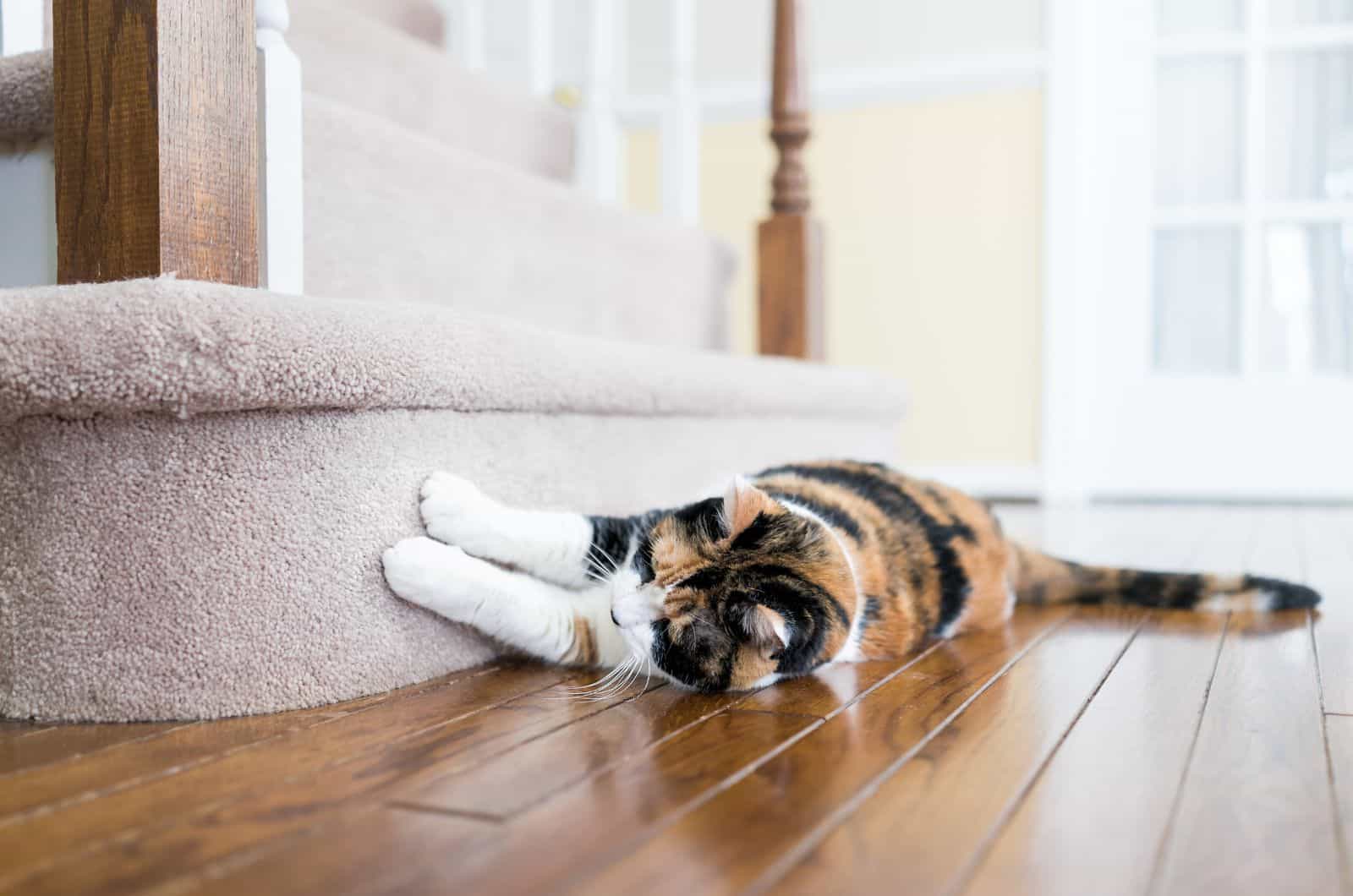 cat scratching stairs