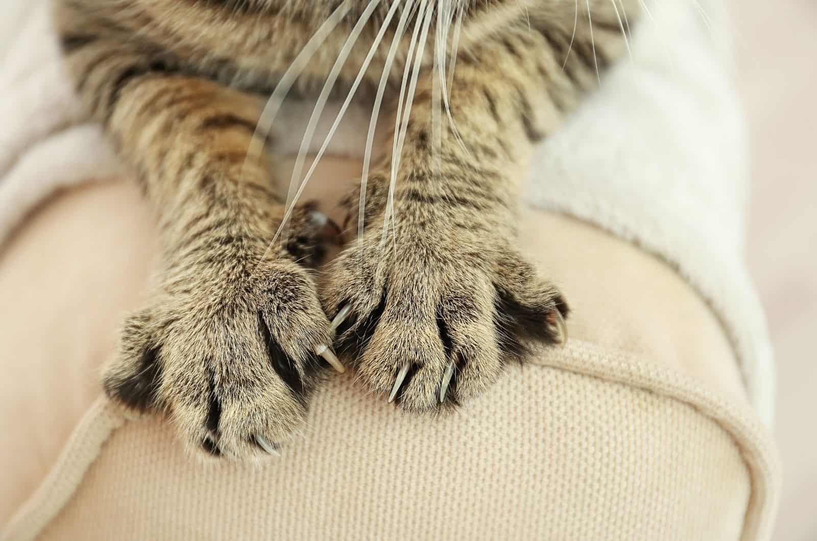 cat scratching white sofa