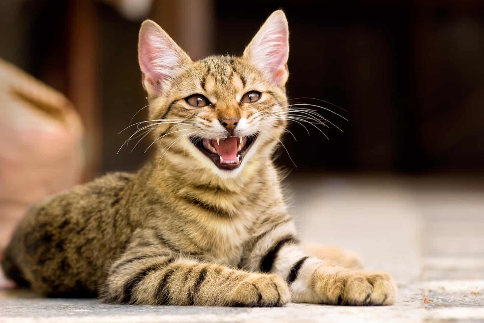 cat sitting on floor and Meowing