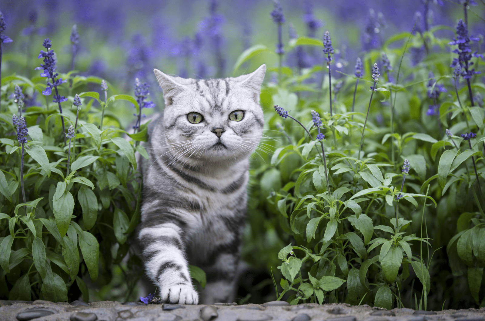 cat smelling lavender