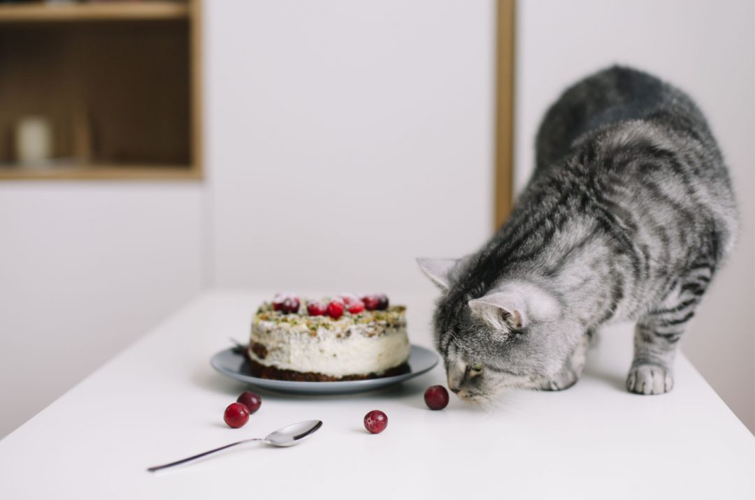 can-cats-eat-cake-finding-the-right-treats-for-your-kitty