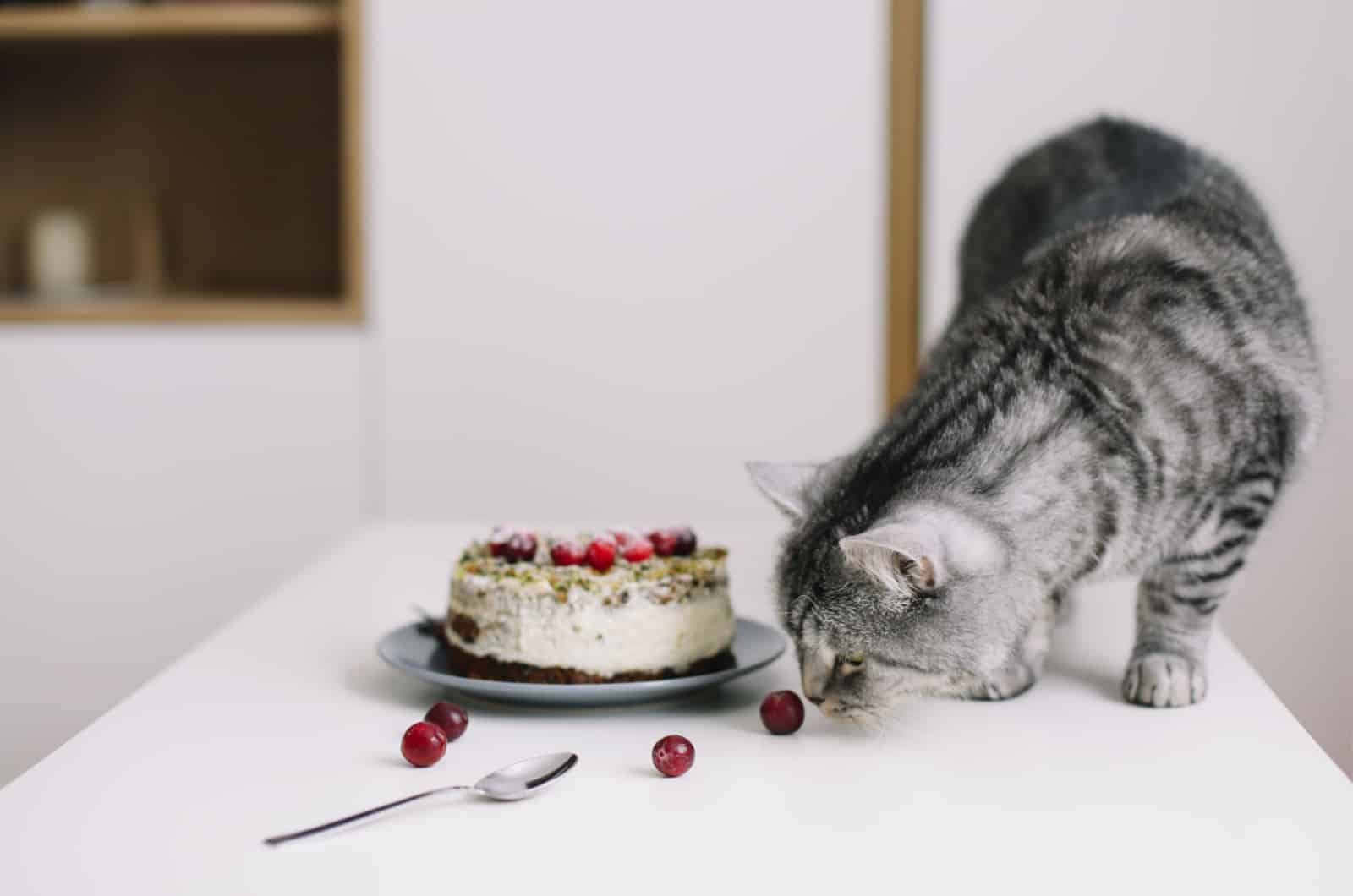 cat sniffing a cake