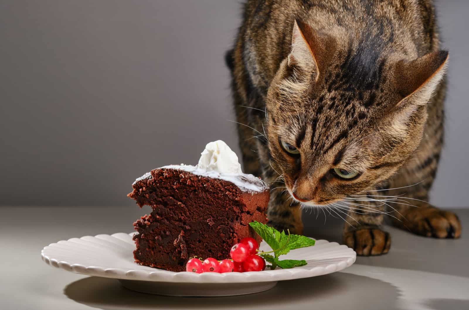 cat sniffing chocolate cake