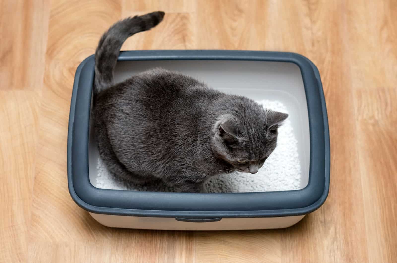 cat using a litter box