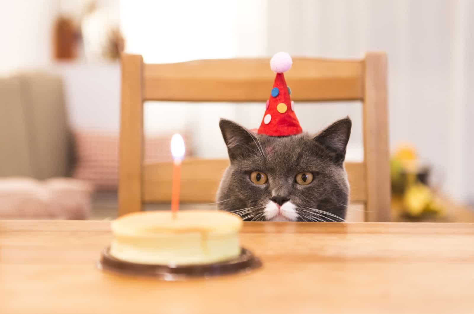 cat waiting to eat cake