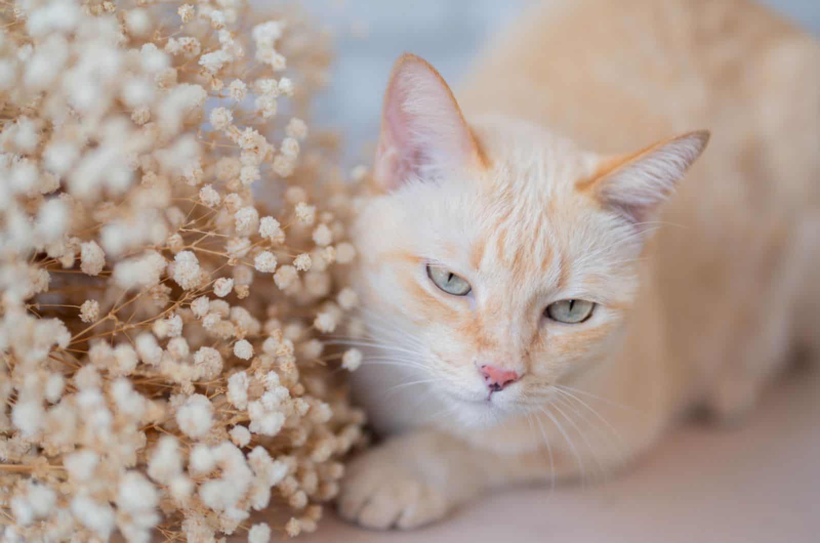 cat's face with Gypsophila Dried Flowers