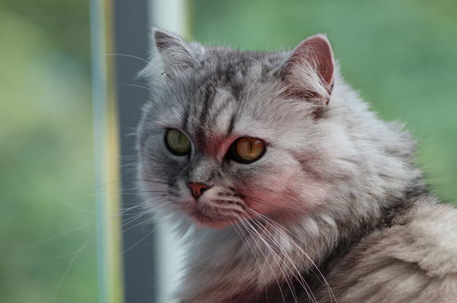 close shot of Persian Cat