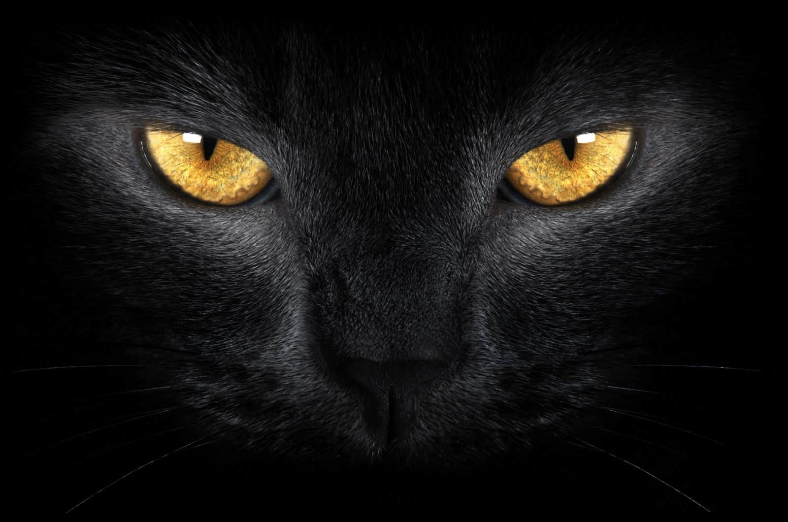 close shot of black cat