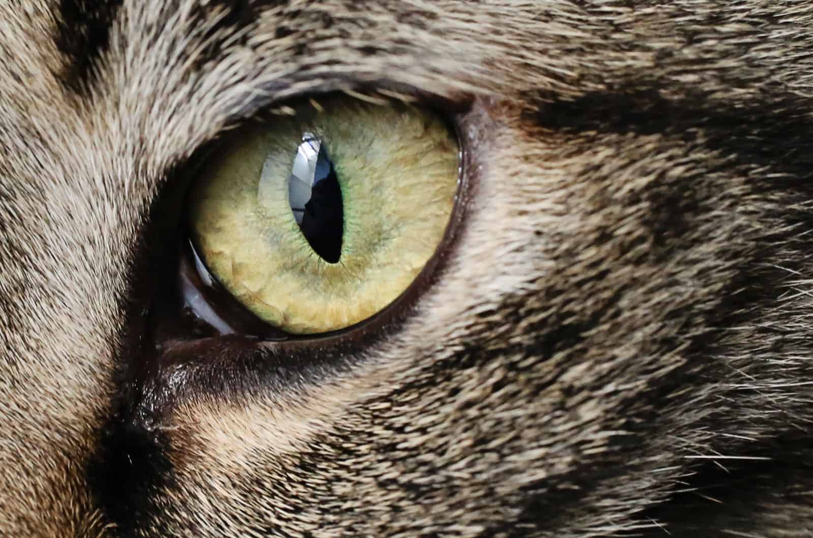 close shot of cat's eye