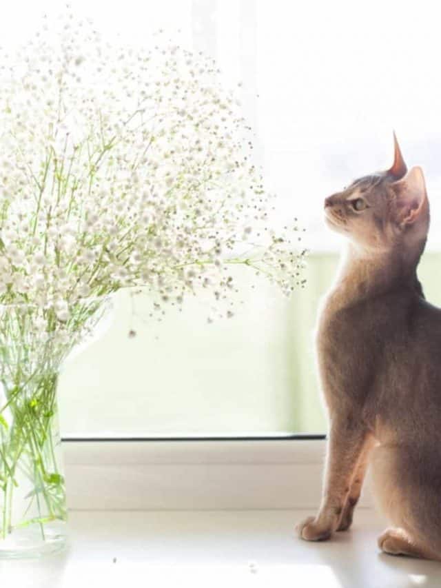 Cat looking at Baby's breath flowers bouquet on windowsill