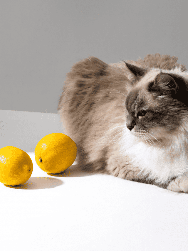 cat sitting next to lemons