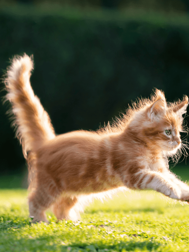 adorable Maine Coon kitten running across the field