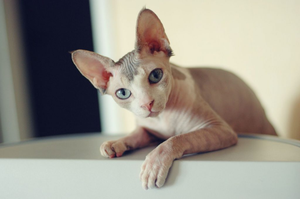 All The Beautiful Colors Of Sphynx Cats