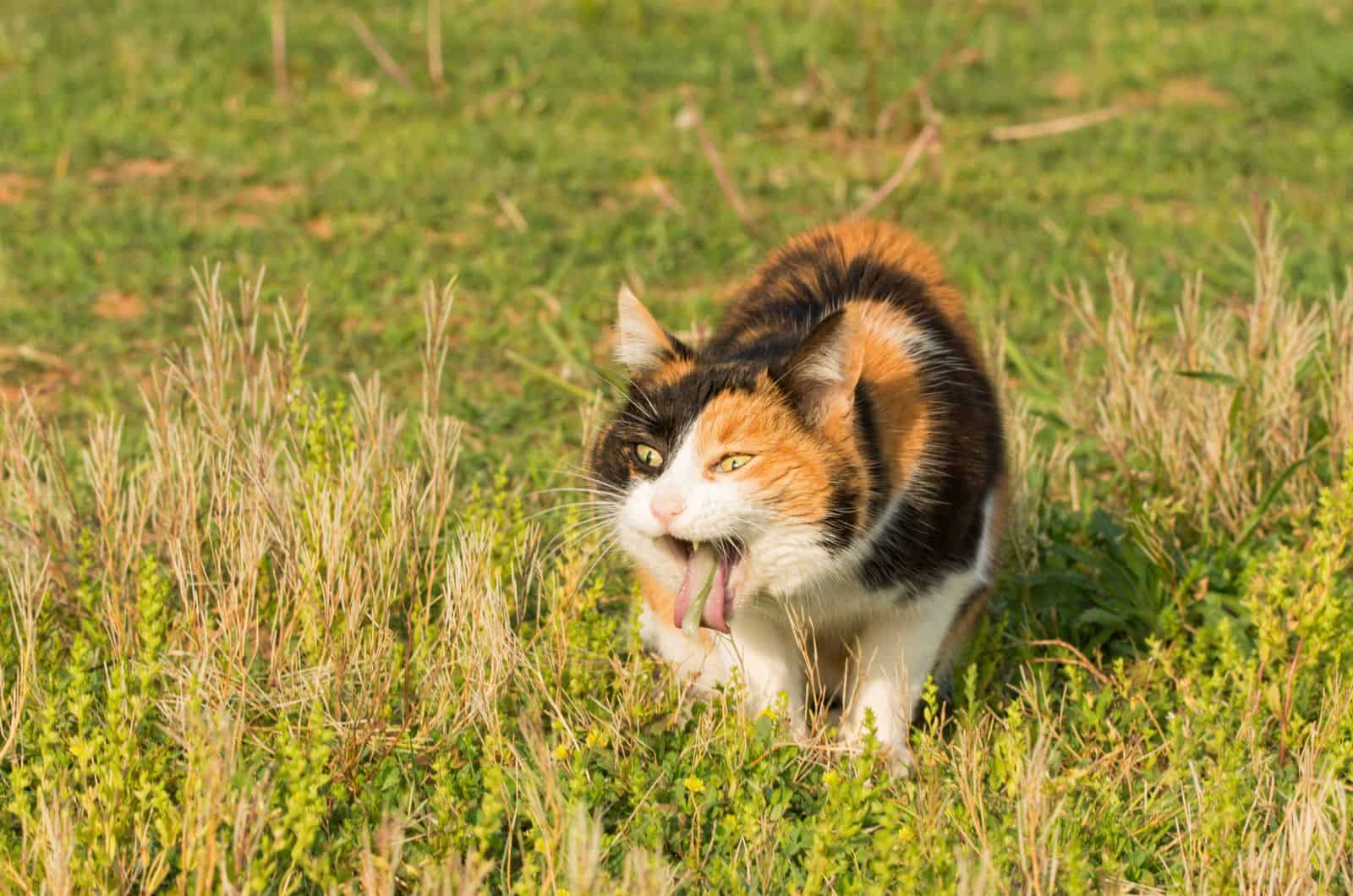 cute cat Throwing up outside