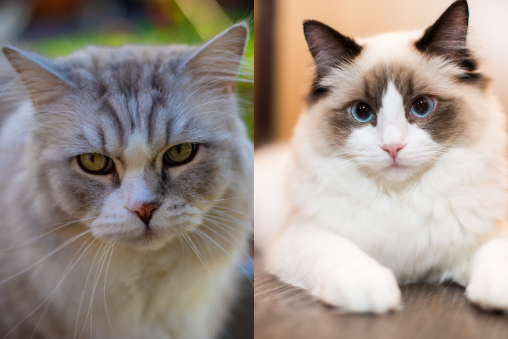RagaMuffin Vs Ragdoll Cat May The Best Breed Win!