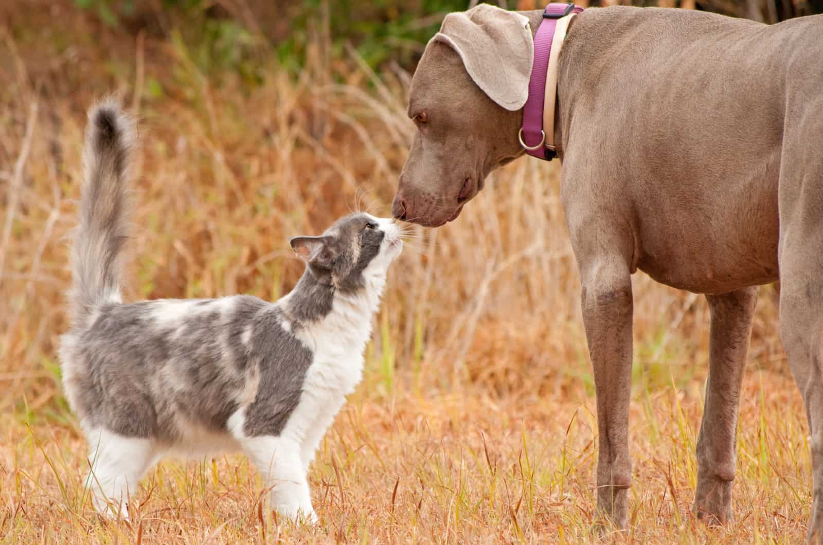 dilute calico cat and dog
