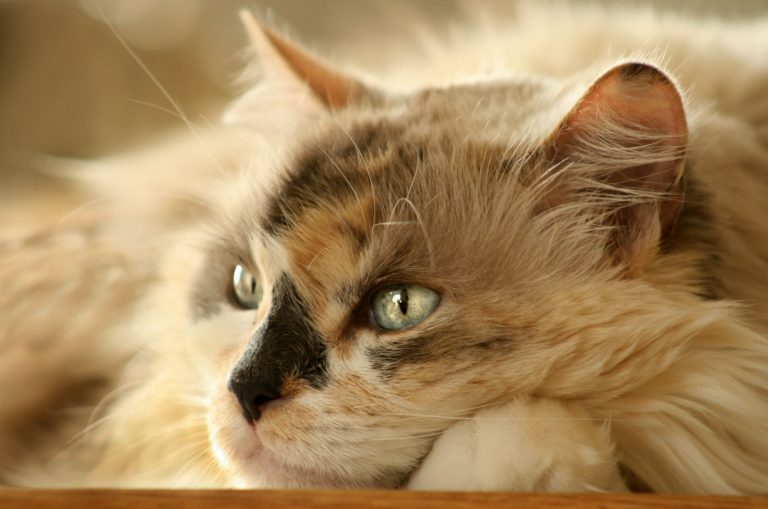 Dilute Calico Cat Everything You’ve Ever Wanted To Know