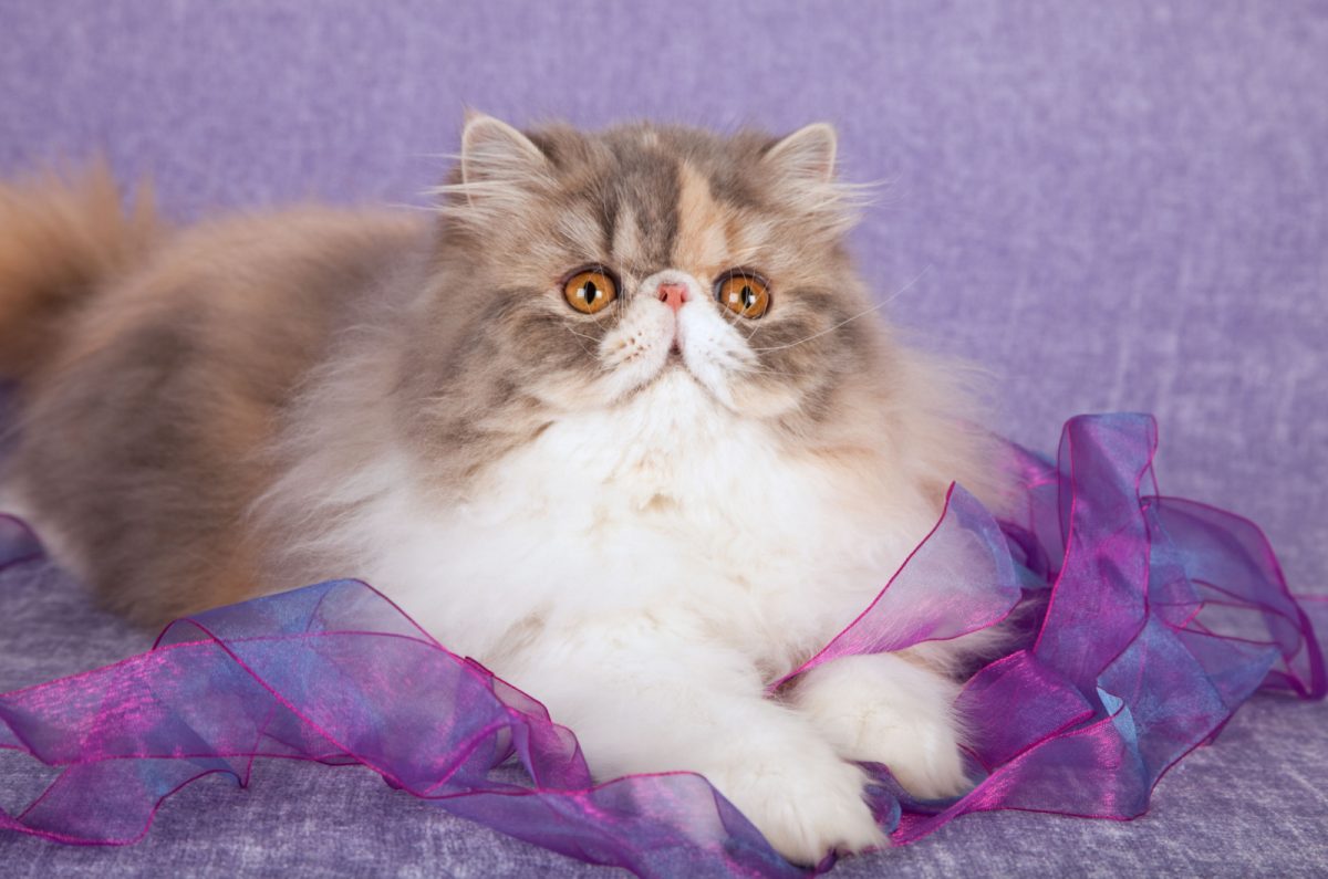 Dilute Calico Cat Everything You’ve Ever Wanted To Know