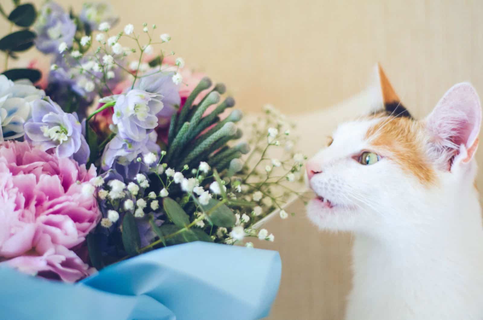 domestic cat bites flowers